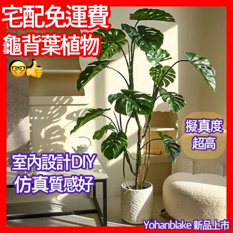 龜背與|【室內觀葉植物】綠手指必知的龜背芋5個秘密，加碼。